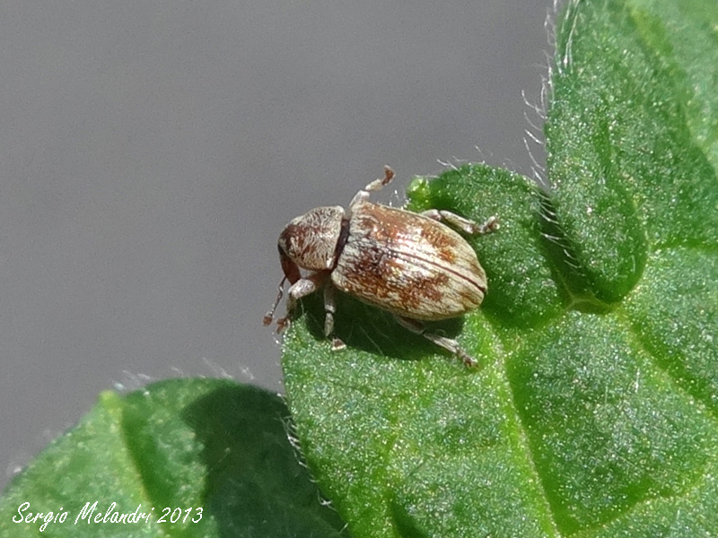 Curculionidae: Ellescus scanicus